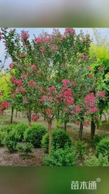 高度350厘米天鹅绒紫薇