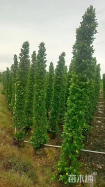 高度300厘米火山榕