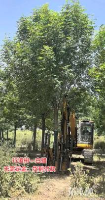 15公分金叶白蜡