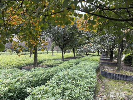 高度50厘米金丝楠木小苗