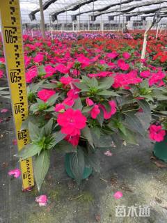 高度35厘米凤仙花