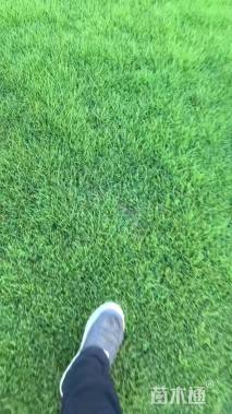 草卷状马尼拉草