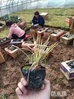 高度15厘米金叶苔草
