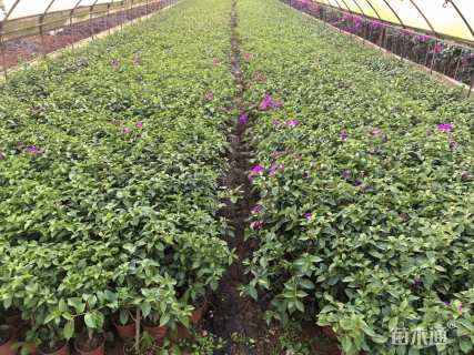 高度45厘米三角梅