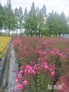 高度70厘米天鹅绒紫薇