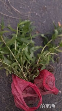 高度30厘米千屈菜