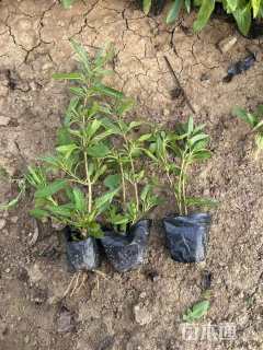 高度15厘米鼠尾草