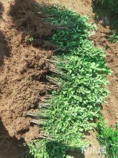 高度40厘米大叶黄杨