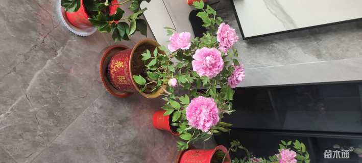 高度40厘米牡丹