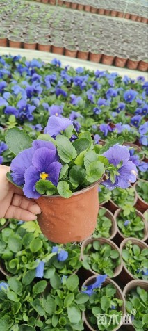 高度10厘米三色堇