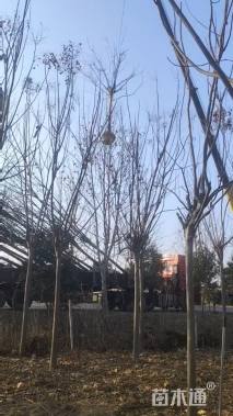 12公分黄山栾树