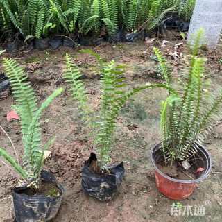 高度30厘米肾蕨