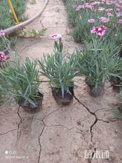 高度20厘米石竹