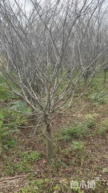 10公分垂丝海棠