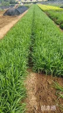 高度40厘米拂子茅