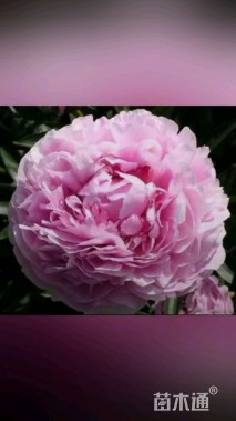 高度15厘米牡丹