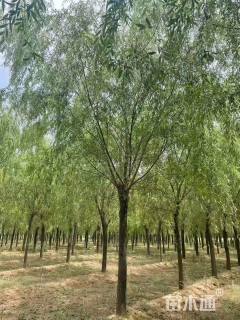 17公分西湖垂柳