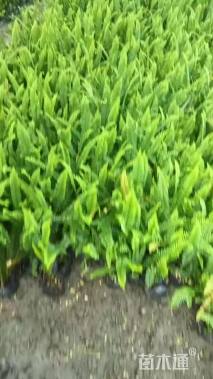 高度25厘米肾蕨