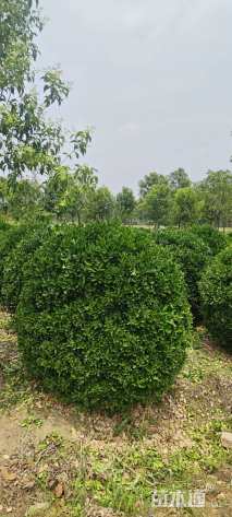 冠幅150厘米大叶黄杨球