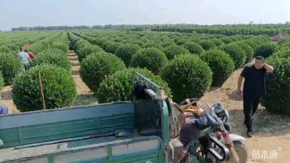 冠幅150厘米卫矛球