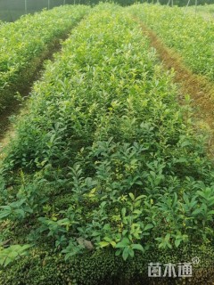 高度40厘米火焰卫矛