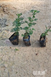 高度20厘米美女樱