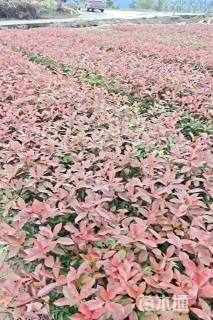 0.5公分红叶石楠