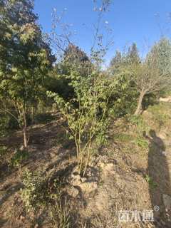 高度200厘米丛生鸡爪槭