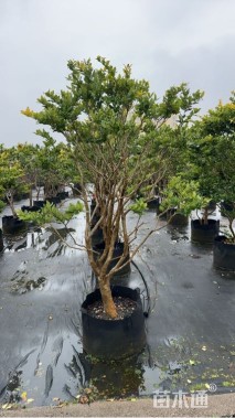 高度250厘米金森女贞