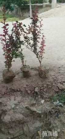 高度50厘米红叶小檗