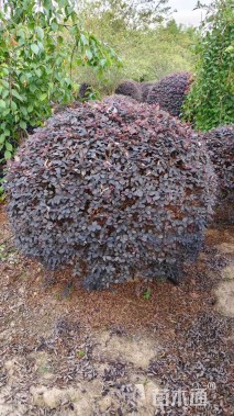 高度40厘米红花继木小苗