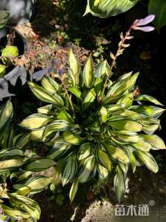 高度20厘米玉簪