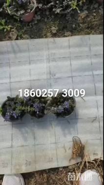 高度5厘米筋骨草