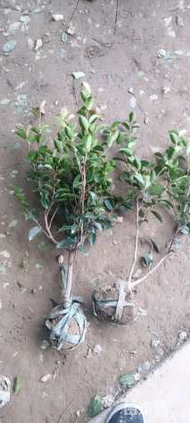 高度30厘米茶梅