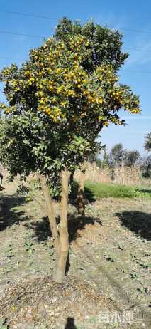 高度250厘米金桔