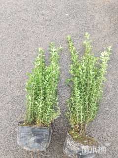 高度30厘米亮绿忍冬