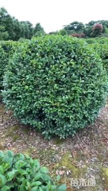 冠幅50厘米茶梅球