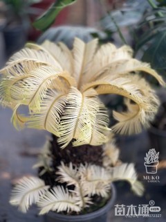 裸干高80厘米苏铁