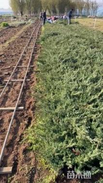 高度46厘米铺地柏