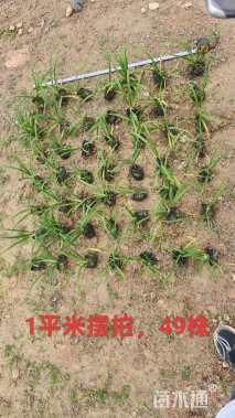 高度25厘米大花萱草