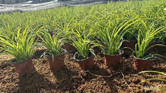 高度20厘米萱草