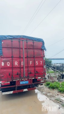 高度50厘米马利筋