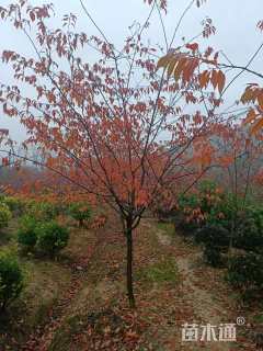 11公分红粉佳人樱