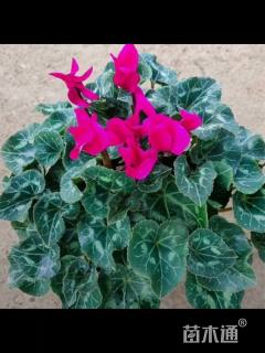 高度30厘米仙客来