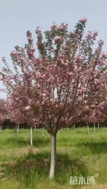 10公分日本晚樱