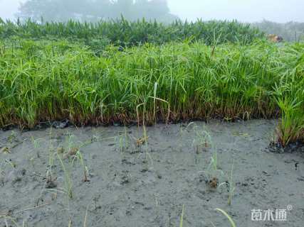 高度100厘米旱伞草