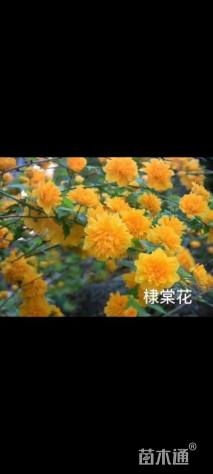 高度50厘米棣棠