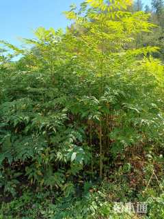 高度80厘米栾树小苗