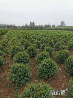 冠幅100厘米小叶女贞球