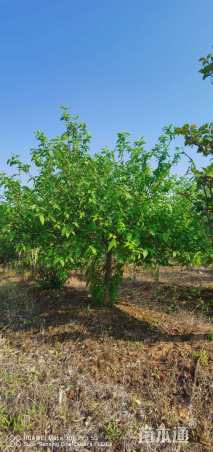 高度180厘米蜡梅